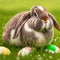 Single sedate furry English Lop rabbit sitting on green grass with easter eggs.