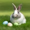 Single sedate furry Hotot rabbit sitting on green grass with easter eggs.