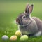 Single sedate furry Netherland Dwarf rabbit on green grass with easter eggs.