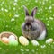 Single sedate furry Netherland Dwarf rabbit on green grass with easter eggs.