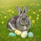 Single sedate furry Netherland Dwarf rabbit on green grass with easter eggs.