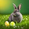 Single sedate furry Netherland Dwarf rabbit on green grass with easter eggs.