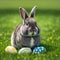 Single sedate furry Netherland Dwarf rabbit on green grass with easter eggs.