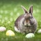 Single sedate furry Netherland Dwarf rabbit on green grass with easter eggs.