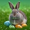 Single sedate furry Netherland Dwarf rabbit on green grass with easter eggs.