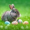 Single sedate furry Netherland Dwarf rabbit on green grass with easter eggs.