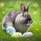 Single sedate furry Netherland Dwarf rabbit on green grass with easter eggs.