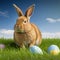 Single sedate furry New Zealand rabbit sitting on green grass with easter eggs.