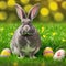 Single sedate furry Polish rabbit sitting on green grass with easter eggs.