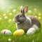 Single sedate furry Polish rabbit sitting on green grass with easter eggs.