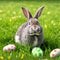 Single sedate furry Silver rabbit sitting on green grass with easter eggs.