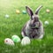 Single sedate furry Silver rabbit sitting on green grass with easter eggs.