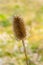 Single seed head or comb of wild teasel or fuller`s teasel