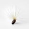Single seed with white pappus of a blessed milkthistle on white background close up