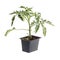Single seedling of a tomato isolated against white