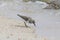 Single Semipalmated Sandpipers and Spawning Horseshoe Crabs  on Delaware Bay Beach