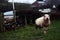 Single sheep ewe with dirty wool in a muddy field