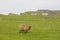 Single sheep in field on remote island