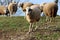 Single sheep going away from flock and towards camera