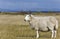 Single sheep on grass in scottish highlands