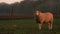 Single sheep looking, standing in a field with trees by a fence on a farm at sunset or sunrise