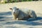 Single sheep is lying on natural ground on the island of Mallorca, Spain