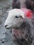 Single Sheep with Red Stripe on back