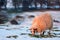 Single sheep in snow and golden light