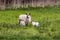 A single sheep with two lambs in a grassy field