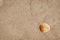 Single Shell on Golden Sandy Beach Background