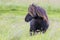 Single Shetland Pony with long hair standing in wind on short grass