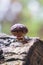 Single shiitake mushroom