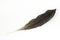 Single Shiny Hadeda Ibis Feather on White