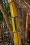 Single shoot of painted yellow bamboo