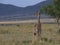 Single shy and cute masai baby giraffe standing in the wild plains of the masai mara, kenya