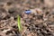 Single siberian squill plant with bud