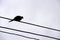 Single silhouette  pigeons bird pigeons bird  standing on electric wires and the skyâ€™s overcast background