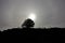 Single silhouette tree on a rock