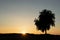 Single silhouette tree with sunset background