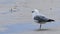 Single Silver Gull, Chroicocephalus novaehollandiae, on beach