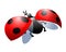 Single simple red ladybug with opened spotted wings, symbol of bright colors