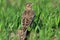 Single Skylark bird on grassy wetlands during spring season