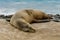 Single Sleeping Sea Lion on Rocks