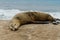 Single Sleeping Sea Lion Side View