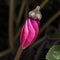 Single Slightly Open Persian Cyclamen Flower Bud