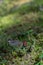 Single small berry bush growing in wildlife in grass and moss