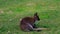 Single, small and cute kangaroo sitting on grass
