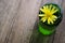 Single Small Dandelion Blossom in a Green Jar of Water on a Wood