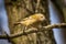 Single small kinglet sitting on tree branch