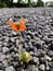 A single small little tiny solitary red poppy growing in the middle of unfriendly black granite gravel stones with a narrow DOF